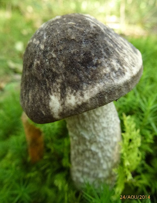 Leccinum variicolor Charbonnier